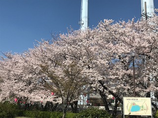 大蔵池　桜